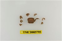 藏品(玲瓏無齒蟹)的圖片